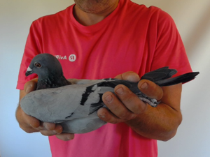 Pigeon image
