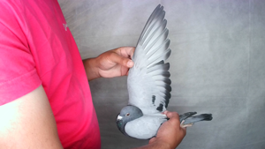 Pigeon image
