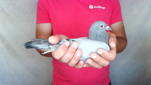 Pigeon image