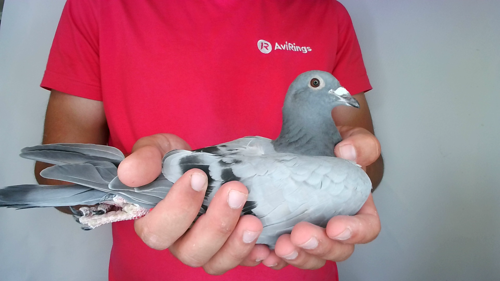 Pigeon image