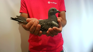 Pigeon image