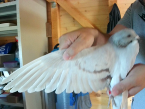 Pigeon image