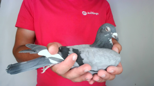 Pigeon image