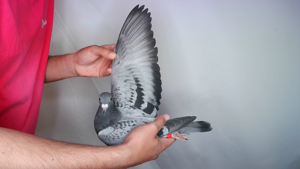 Pigeon image