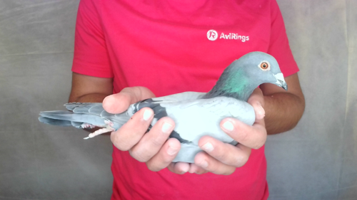 Pigeon image