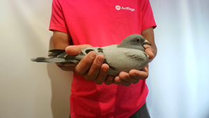 Pigeon image