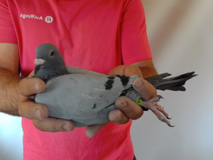 Pigeon image