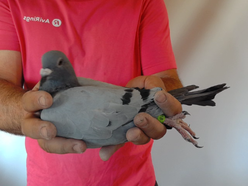 Pigeon image
