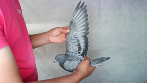 Pigeon image