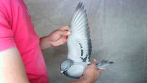 Pigeon image