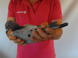 Pigeon image