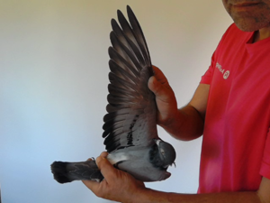 Pigeon image