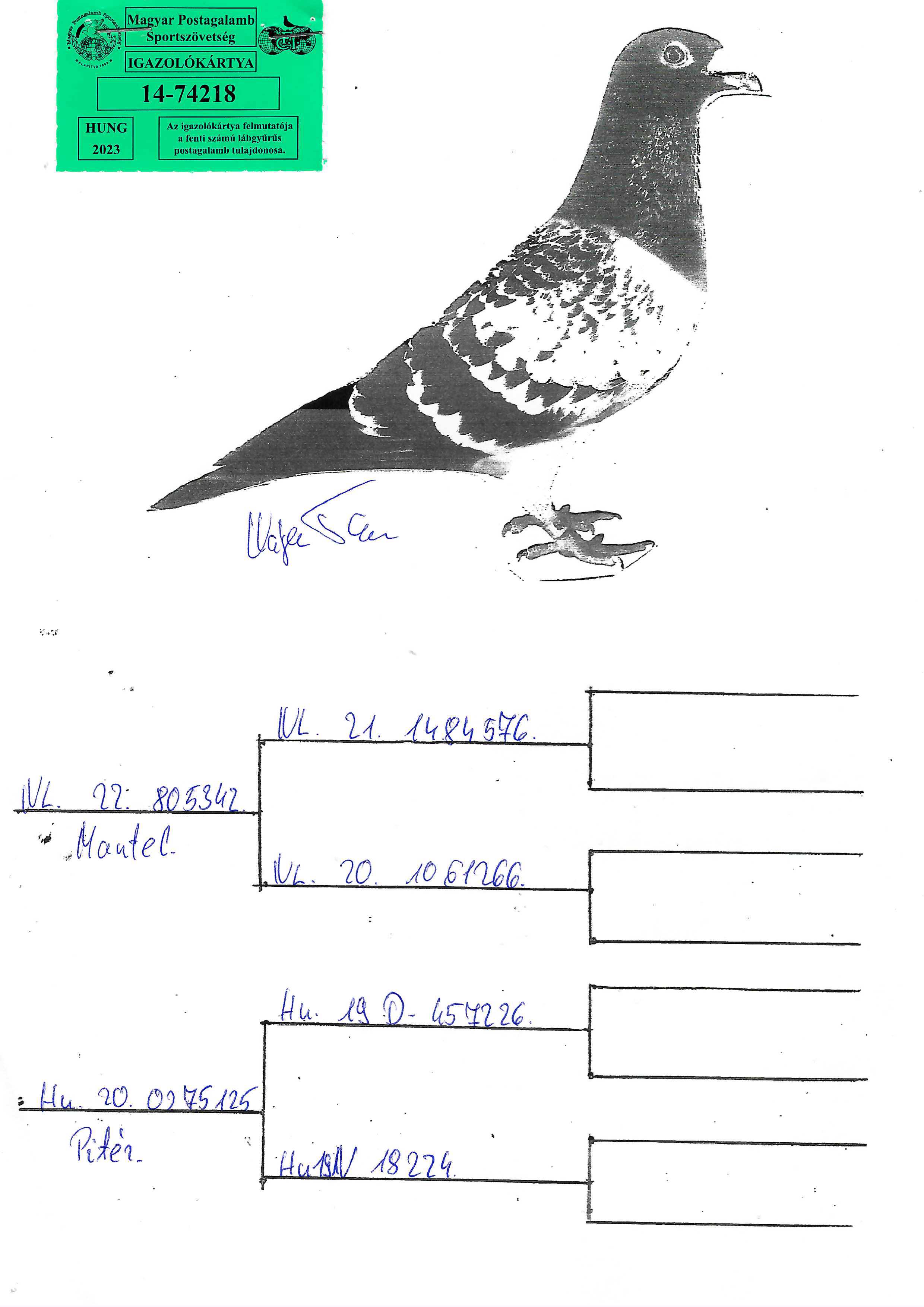 Pigeon pedigree image
