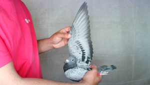 Pigeon image