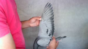 Pigeon image