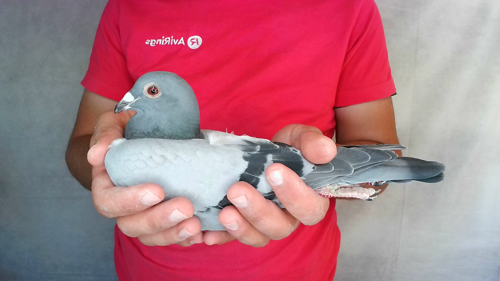 Pigeon image