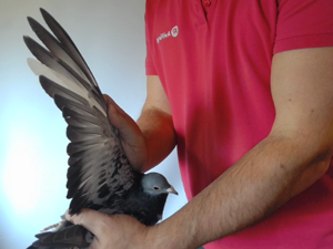 Pigeon image