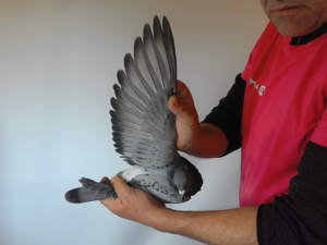 Pigeon image
