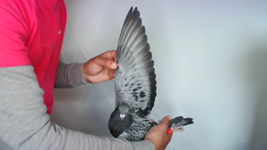 Pigeon image