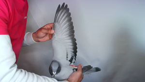 Pigeon image