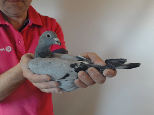Pigeon image