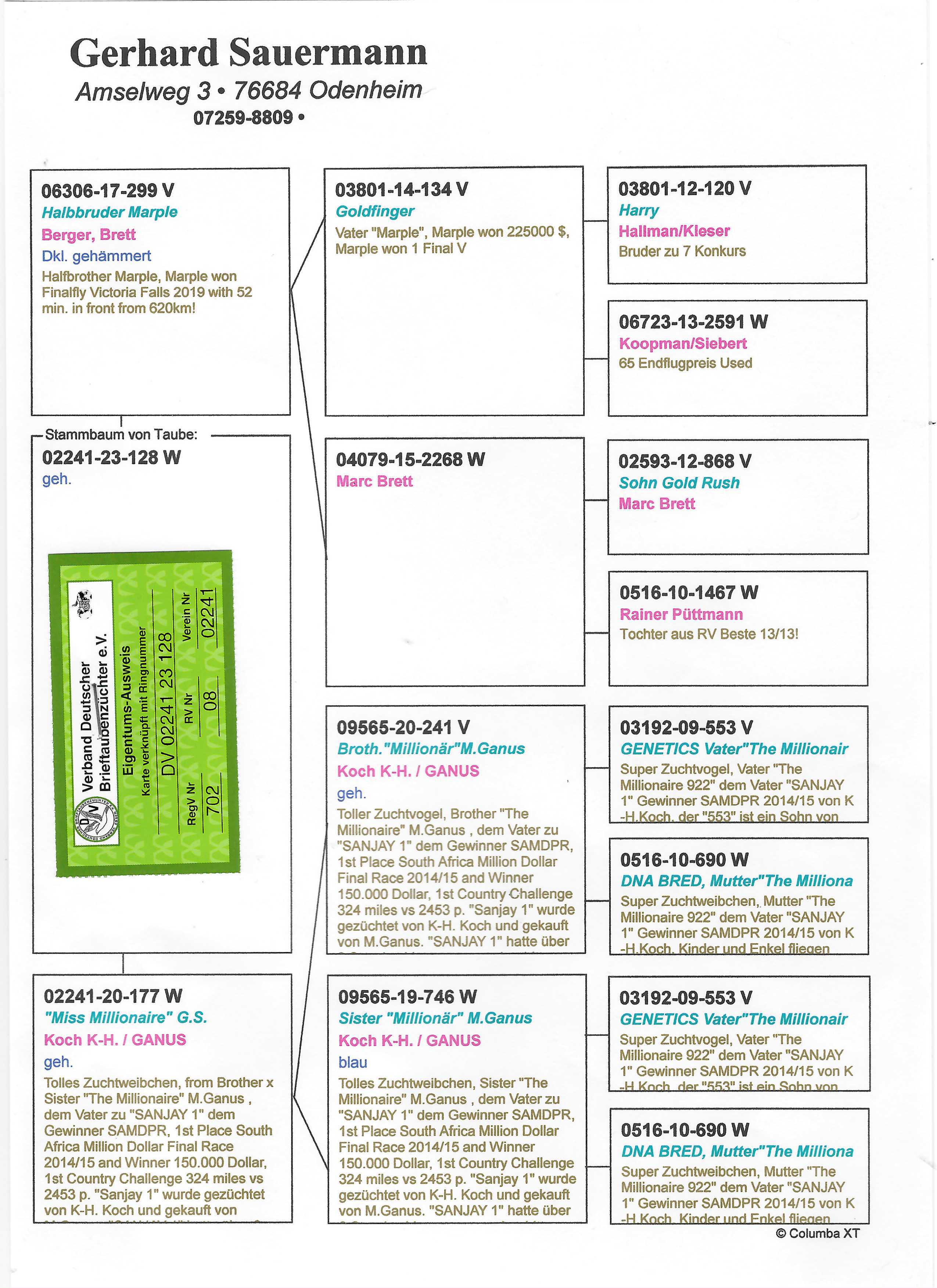 Pigeon pedigree image