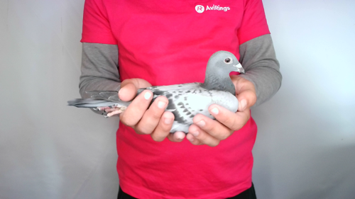 Pigeon image