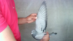 Pigeon image