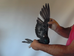 Pigeon image