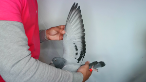 Pigeon image