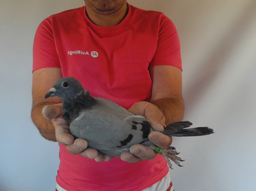 Pigeon image