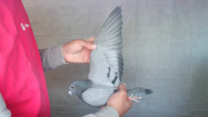 Pigeon image