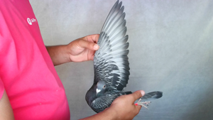 Pigeon image