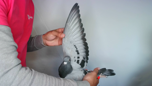 Pigeon image