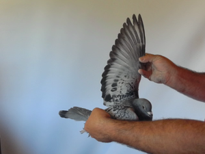 Pigeon image