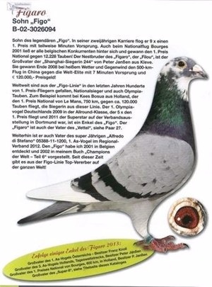 Pigeon image