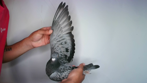 Pigeon image