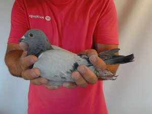 Pigeon image