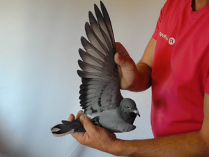 Pigeon image