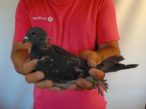 Pigeon image