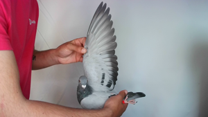 Pigeon image