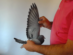 Pigeon image