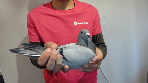 Pigeon image