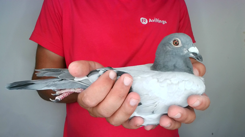 Pigeon image