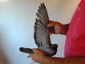 Pigeon image