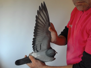 Pigeon image