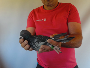 Pigeon image