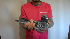 Pigeon image