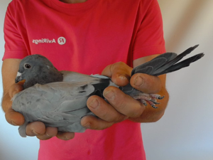Pigeon image