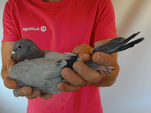 Pigeon image